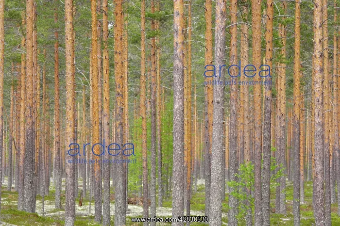 : Managed Pine Forest : Managed Pine Forest