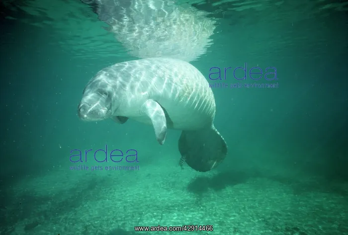  : Manatee (Trichechus manatus)