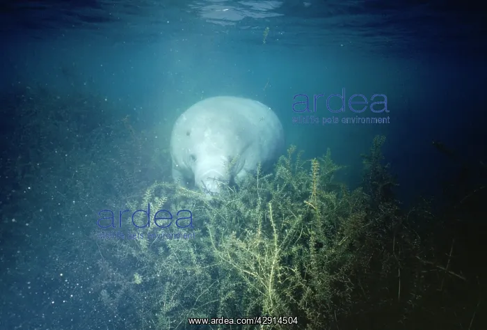  : MANATEE (Trichechus manatus)