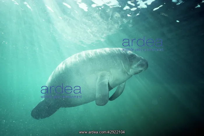  : MANATEE (Trichechus manatus)