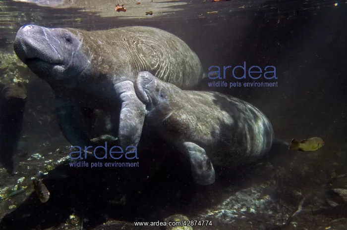 : Manatee - calf suckling on the teat under her mothers : Manatee - calf suckling on the teat under her mothers