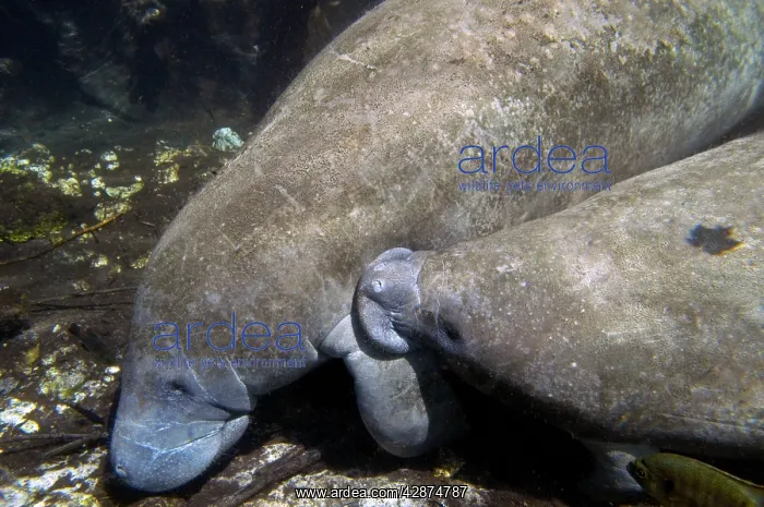 : Manatee - cow suckling her calf (the teat is under : Manatee - cow suckling her calf (the teat is under