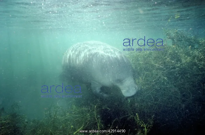 : MANATEE - FEEDING : MANATEE - FEEDING