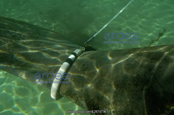 : Manatee - huge tag attached to female Manatee - : Manatee - huge tag attached to female Manatee -