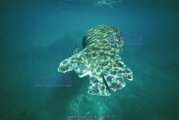 : Manatee - Injured by boat : Manatee - Injured by boat