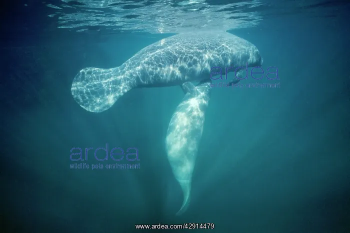 : Manatee - mother, calf suckling : Manatee - mother, calf suckling
