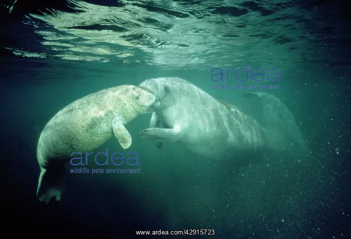 : Manatee - mother & young mouthing : Manatee - mother & young mouthing