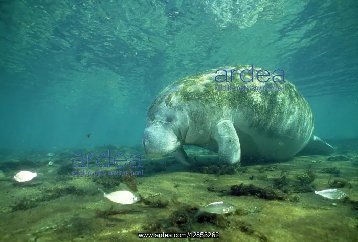 : MANATEE - ON RIVER BED : MANATEE - ON RIVER BED