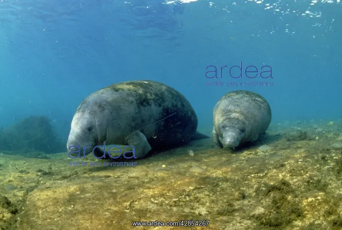 : MANATEE - TWO AT RIVER BED : MANATEE - TWO AT RIVER BED