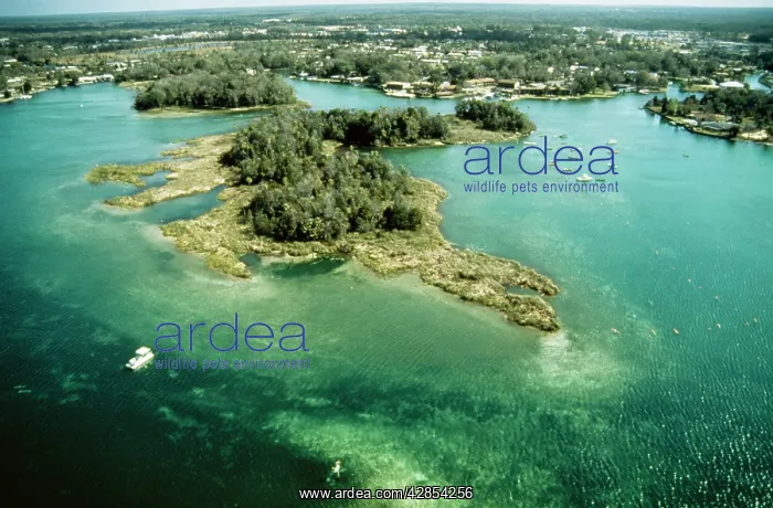 : Manatee Sanctuary : Manatee Sanctuary