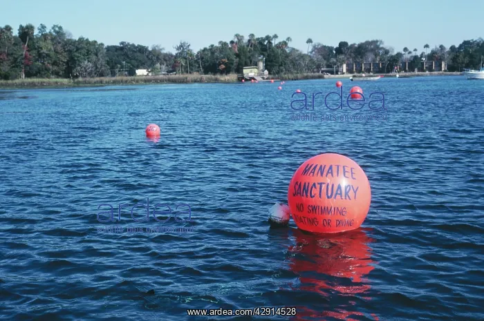 : Manatee Sanctuary - crystal river : Manatee Sanctuary - crystal river