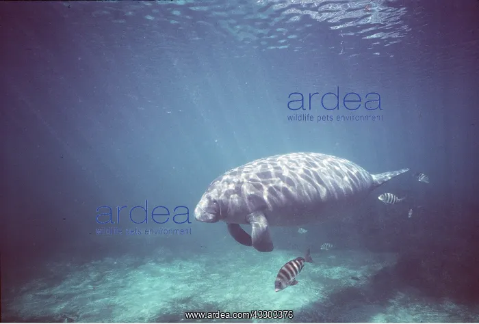 : MANATEE / Sea Cow : MANATEE / Sea Cow