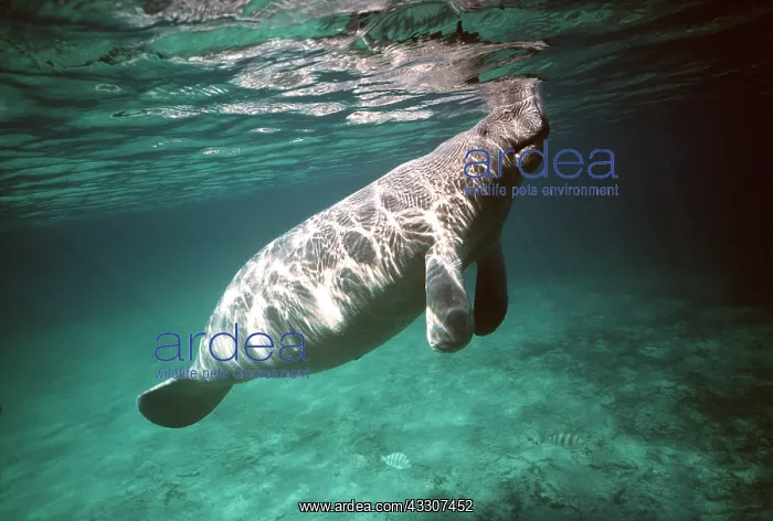 : MANATEE / Sea Cow : MANATEE / Sea Cow