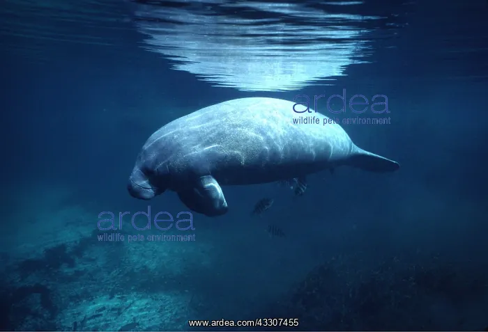 : MANATEE / Sea Cow : MANATEE / Sea Cow