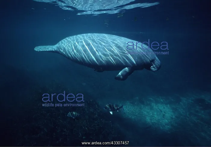 : MANATEE / Sea Cow : MANATEE / Sea Cow