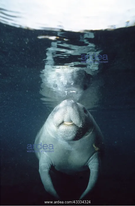: MANATEE / Sea Cow - facing, at surface : MANATEE / Sea Cow - facing, at surface
