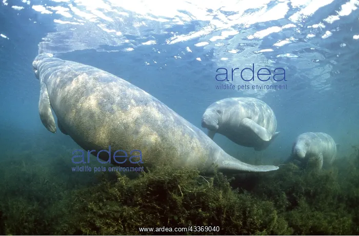 : MANATEE / Sea Cow - group swimming : MANATEE / Sea Cow - group swimming