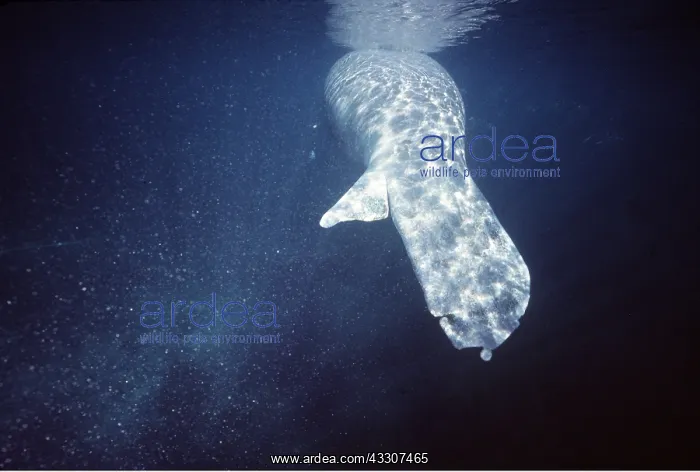 : MANATEE / Sea Cow - Injured by boat : MANATEE / Sea Cow - Injured by boat