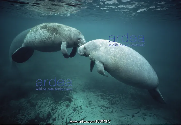 : MANATEE / Sea Cow - mother and water : MANATEE / Sea Cow - mother and water