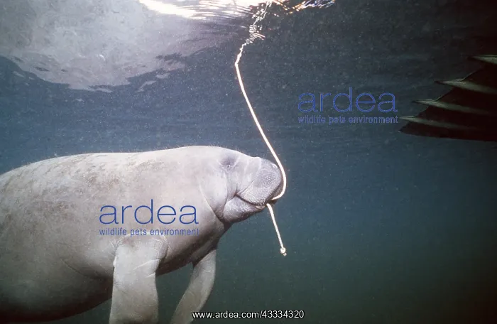 : MANATEE / Sea Cow - with rope in mouth near a boat : MANATEE / Sea Cow - with rope in mouth near a boat