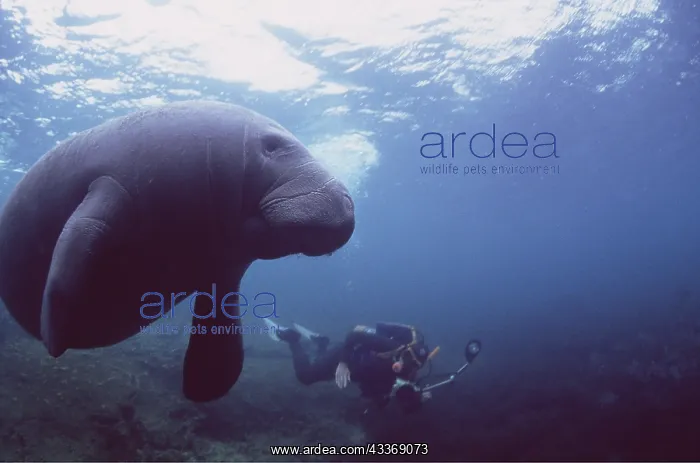 : MANATEE / Sea Cow - with scuba diver : MANATEE / Sea Cow - with scuba diver