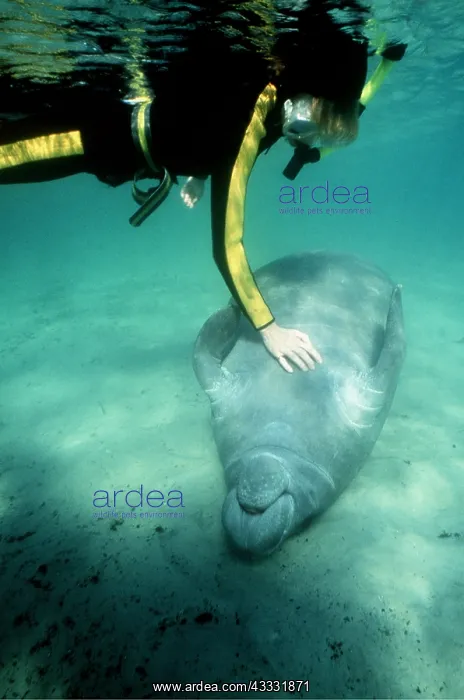 : MANATEE / Sea Cow - stroked by scuba diver, underwater : MANATEE / Sea Cow - stroked by scuba diver, underwater