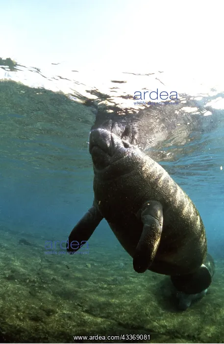 : MANATEE / Sea Cow - at surface of water : MANATEE / Sea Cow - at surface of water