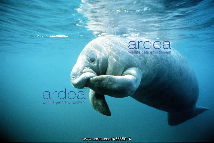 : MANATEE / SEA COW - underwater : MANATEE / SEA COW - underwater