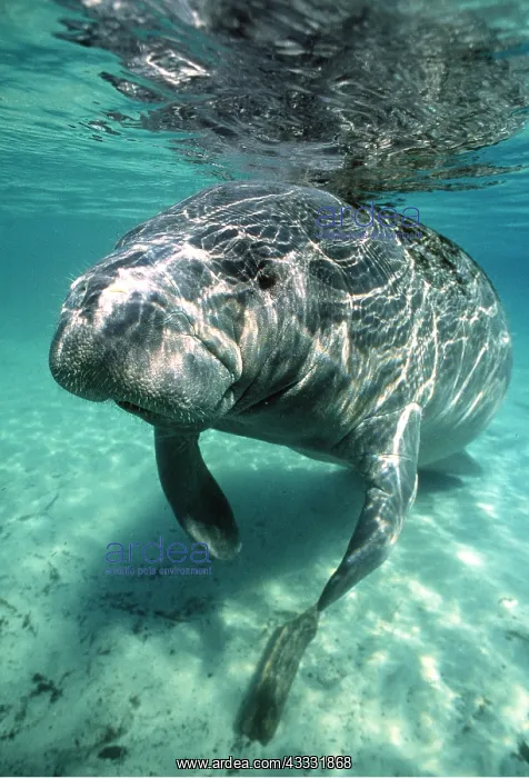 : MANATEE / Sea Cow - underwater, head-on : MANATEE / Sea Cow - underwater, head-on