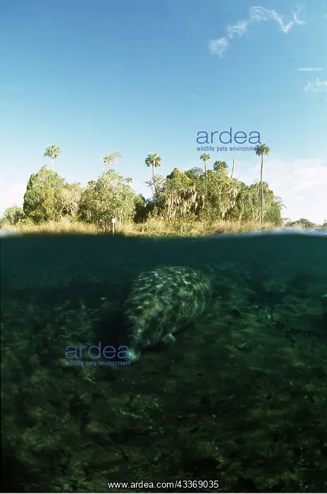 : MANATEE / Sea Cow - above and below water : MANATEE / Sea Cow - above and below water