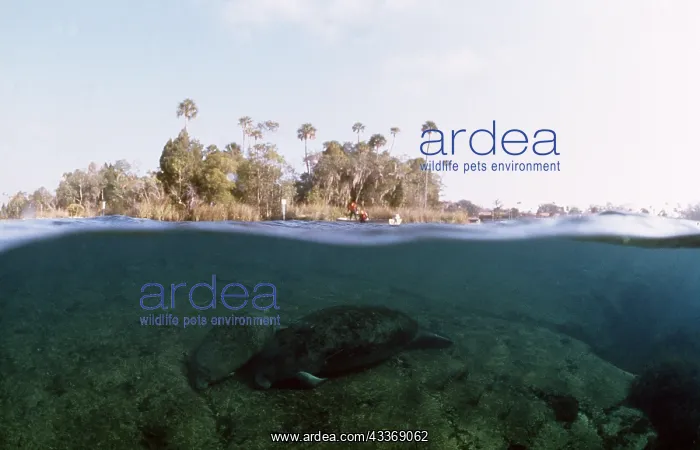 : MANATEE / Sea Cow - above and below water : MANATEE / Sea Cow - above and below water