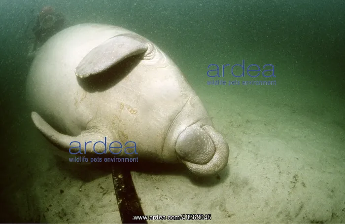 : MANATEE / Sea Cow / West Indian Manatee - on its back : MANATEE / Sea Cow / West Indian Manatee - on its back