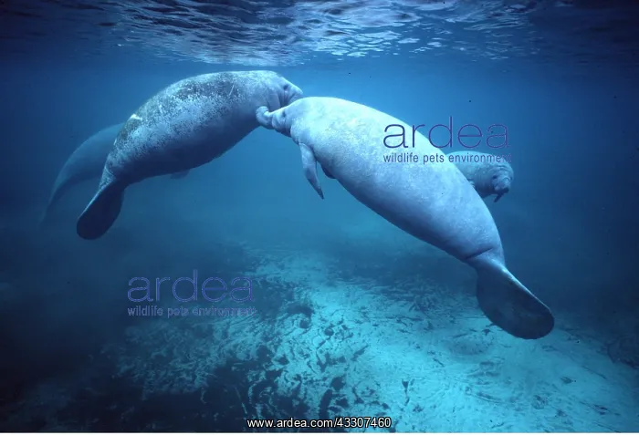 : MANATEE / Sea Cow - x four : MANATEE / Sea Cow - x four