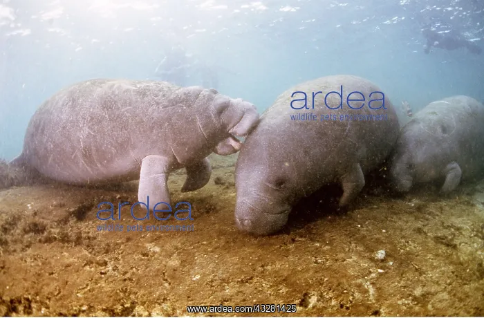 : MANATEE / Sea Cow - x three with scuba divers : MANATEE / Sea Cow - x three with scuba divers