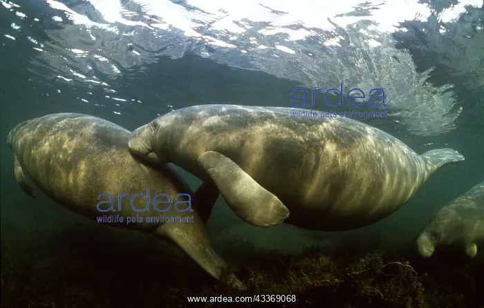 : MANATEE / Sea Cow - x two, swimming together : MANATEE / Sea Cow - x two, swimming together