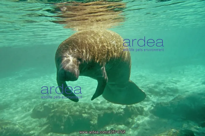 : Manatee - sleeping as she drifts near the surface : Manatee - sleeping as she drifts near the surface