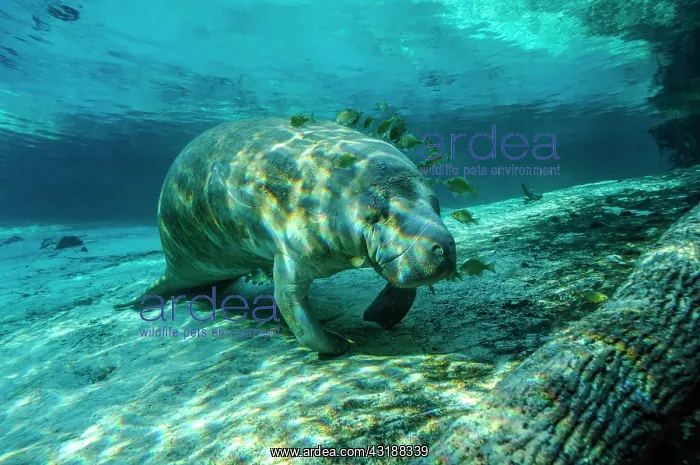  : Manatee (Trichechus manatus), Crystal River, Florida