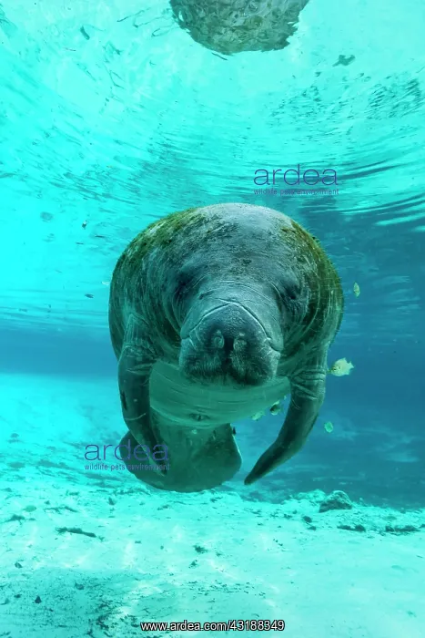 : Manatee (Trichechus manatus), Crystal River, Florida : Manatee (Trichechus manatus), Crystal River, Florida