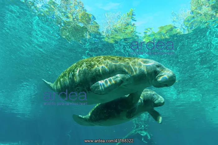 : Manatee (Trichechus manatus) with young animal : Manatee (Trichechus manatus) with young animal