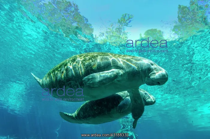  : Manatee (Trichechus manatus) with young animal