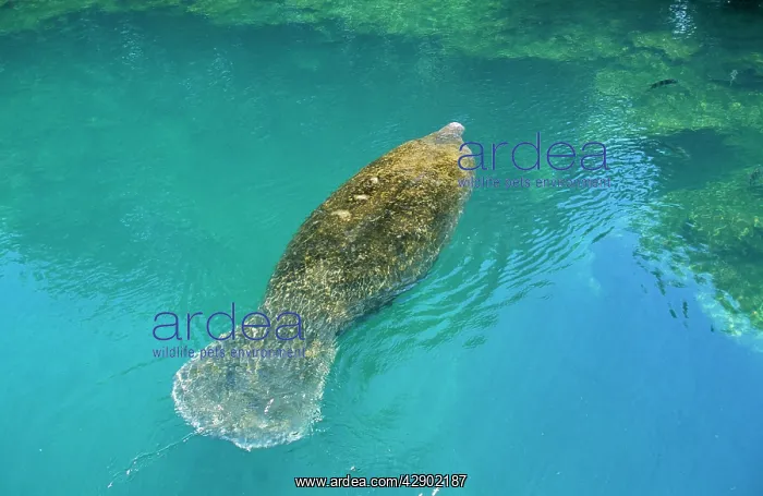 : Manatee - underwater : Manatee - underwater
