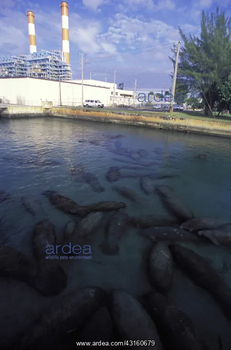 : Manatees at Florida power plant : Manatees at Florida power plant