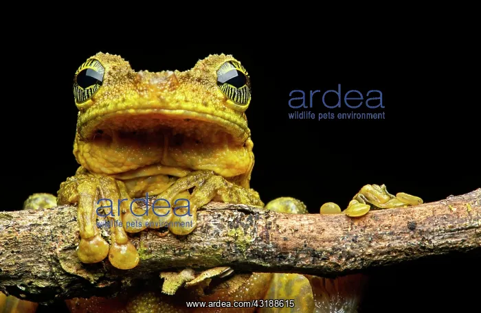 : Manaus slender-legged tree frog (Osteocephalus taurinus) : Manaus slender-legged tree frog (Osteocephalus taurinus)