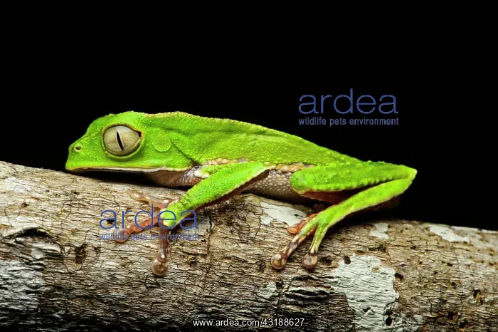 : Manaus slender-legged tree frog (Osteocephalus taurinus) : Manaus slender-legged tree frog (Osteocephalus taurinus)