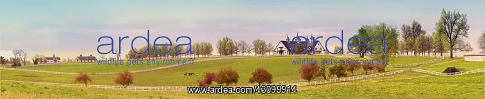 : Manchester Horse Farm : Manchester Horse Farm