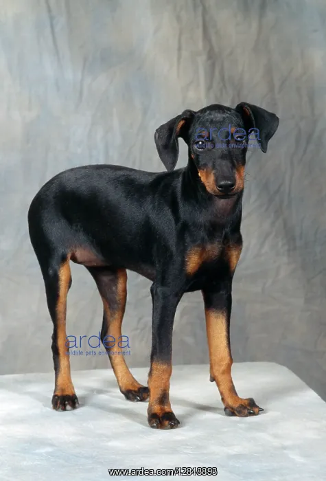 : Manchester Terrier Dog : Manchester Terrier Dog
