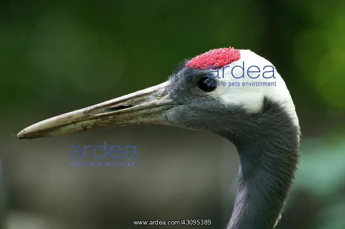 : Manchurian Crane : Manchurian Crane