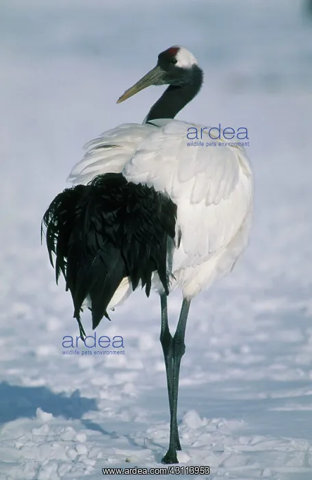 : Manchurian Crane : Manchurian Crane