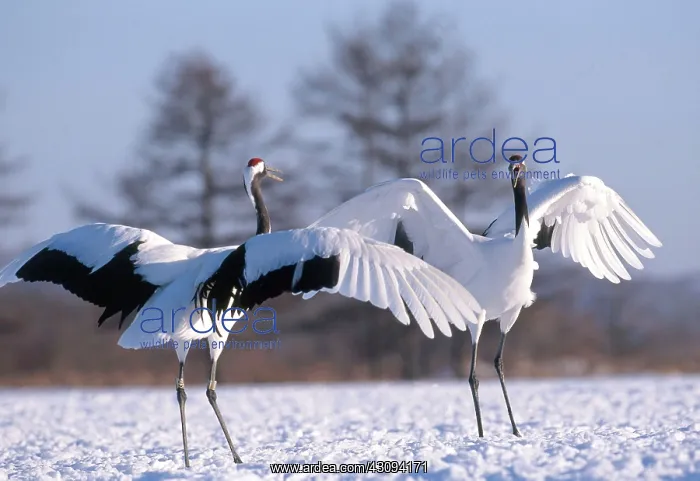 : Manchurian Cranes : Manchurian Cranes