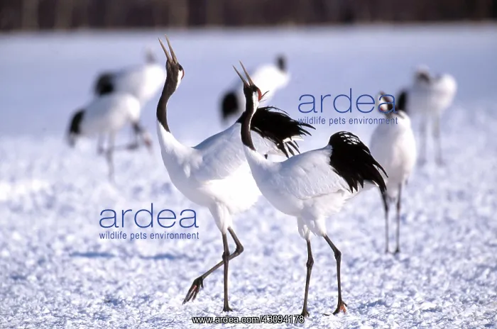 : Manchurian Cranes : Manchurian Cranes